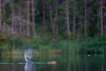 Beaver, Castor Fiber, Splashing With Its Tail As An Alarm To Other Beavers Malingsbo-Kloten Nature Reserve, Vastmanland, Sweden. Beaver Safari, Nordic Discovery/Naturarvskompaniet