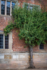 old brick wall with tree