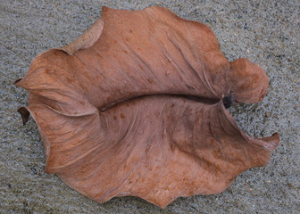 Close up dry leaf on a ground macro photography