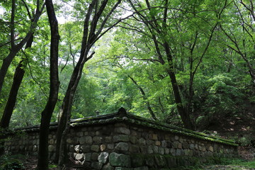 Wall Mural - bridge in the forest