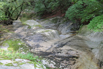 Wall Mural - stream in the forest