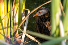 Virginia Rail Resting Between Colorful Green Reeds In Shallow Marsh