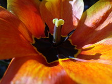 On A Sunny Day, A Fully Opened Tulip Flower Bud 