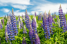 Lupine Field With Blue Flowers At Summer