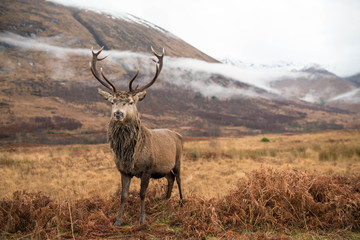 Wall Mural - monarch of the glen
