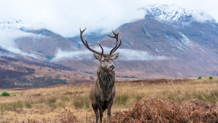 Wall Mural - monarch of the glen