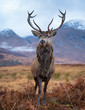 © Colin - Monarch of the glen