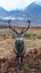 Wall Mural - monarch of the glen