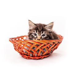 Wall Mural - Cute little kitten in wicker basket on white background