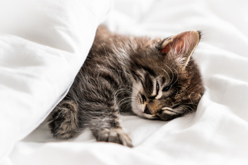 Sticker - Cute little kitten sleeping covered with blanket