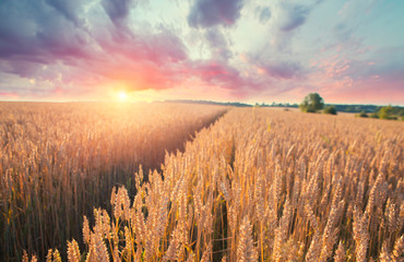 Wood floor over yellow wheat field under nice sunset cloud sky background