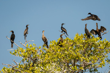 Group of cormorant on the tree near Puerto Escondido, Mexico