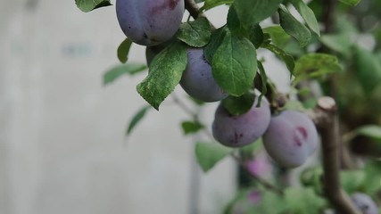 Wall Mural - Branches of a plum tree with ripe fruits