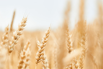 Wheat field on a cloudy day close-up