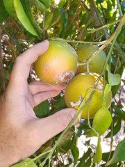 Wall Mural - Supervisor tests the insect pests of the citrus trees on plantation. Citrus fruits damaged by Citrus scale mealybug, Planococcus citri (Homoptera: Pseudococcidae) 