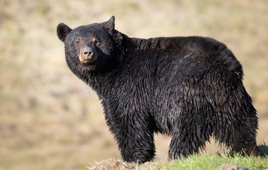 black bear in the wild