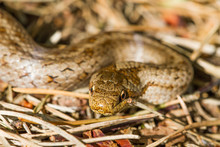The Smooth Snake (Coronella Austriaca) Is A Species Of Non-venomous Snake In The Family Colubridae. The Species Is Found In Northern And Central Europe