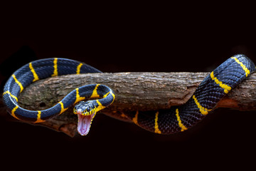 The gold ringed cat snake on a black background