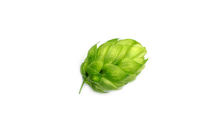 Fresh green hop, isolated on a white background. Hop cones for making beer and bread. Close up. High quality photo