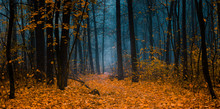 Beautiful Forest On A Foggy Autumn Day.  Fairy, Autumnal Mysterious Forest Trees With Yellow Leaves. Panoramic Wide Shot.