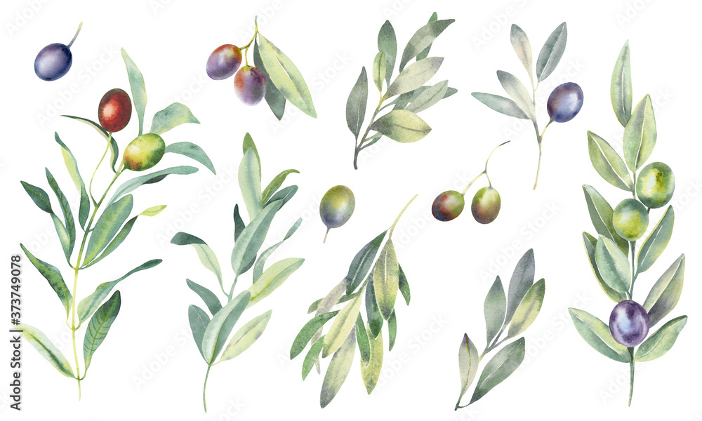 Hand paint watercolor set of olive branches and leaves, isolated on ...