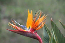 Kolorowy Kwiat, Rajski Ptak, Strelicja Królewska