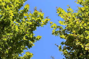 Maple leaves of a sycamore tree on a background of blue sky. The sycamore is a valuable ornamental plant used in urban landscaping.