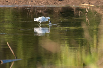 Wall Mural - Snowy Egret splashing water as it captures a small fish