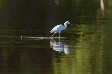 Wall Mural - Snowy Egret wading in shallow water while chasing fish to eat