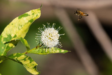 Honeybee Flying Near A Buttonbush Flower While Pollinating