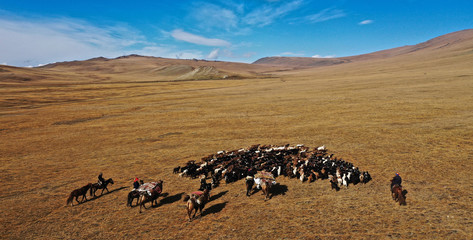 Sticker - Aerial shot of a herd of cows in a field in Mongolia