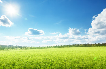 Canvas Print - field of spring grass and perfect sky