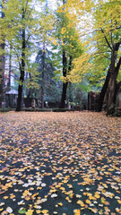 Beautiful autumn park. Autumn in Italy. Autumn trees and leaves.