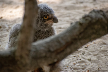 Poster - Closeup shot of a grey bird in Osnabruck's zoo, Germany