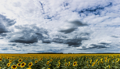 Wall Mural - Wonderful panoramic view field of sunflowers by summertime under dramatic cloudy sky. Beautiful nature landscape. Farm field idyllic scene