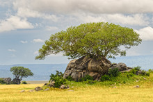 Kopje And Fig Tree, Serengeti National Park, Tanzania, Africa.