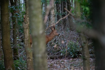 Canvas Print - Selective focus shot of a deer in the forest