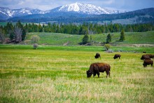 Bison In Grand Tetons National Park 