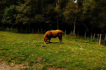 Wall Mural - Selective focus shot of an amazing brown cow in the farmland in Basque Country, Spain