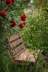 wooden bench among the rose garden