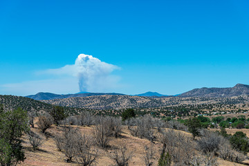Wall Mural - forest fire in new mexico usa