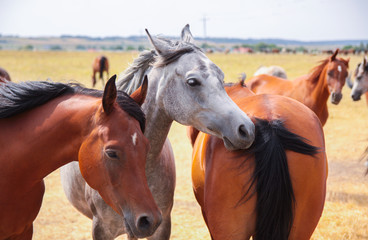 Arabian horses on a green pasture