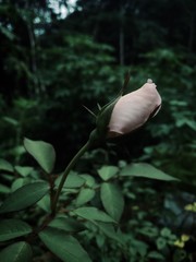 white roses