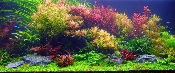 Colorful aquatic plants in aquarium tank with Dutch style aquascaping layout