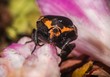 This macro image shows the front view of Harlequin (Gymnetis thula) beetle on a flower, looking directly at the camera.