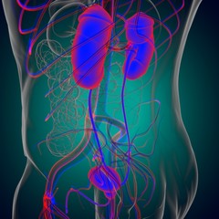 Human Urinary System Kidneys with Bladder Anatomy For Medical Concept 3D Rendering