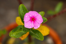 Rain Water Droplets On A Pink Periwinkle Flower (Catharanthus Roseus)