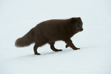 Wall Mural - Beautiful blue arctic fox (Alopex lagopus) in the snow.