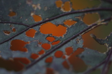 Wall Mural - a chewed up leaf with warm color background