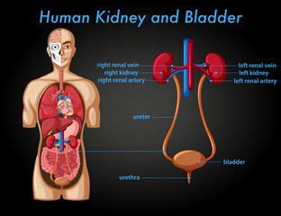 Canvas Print - human kidney and bladder